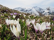 33 Crocus vernus (Zafferano maggiore) con vista in Cimetto-Foppazzi-Grem